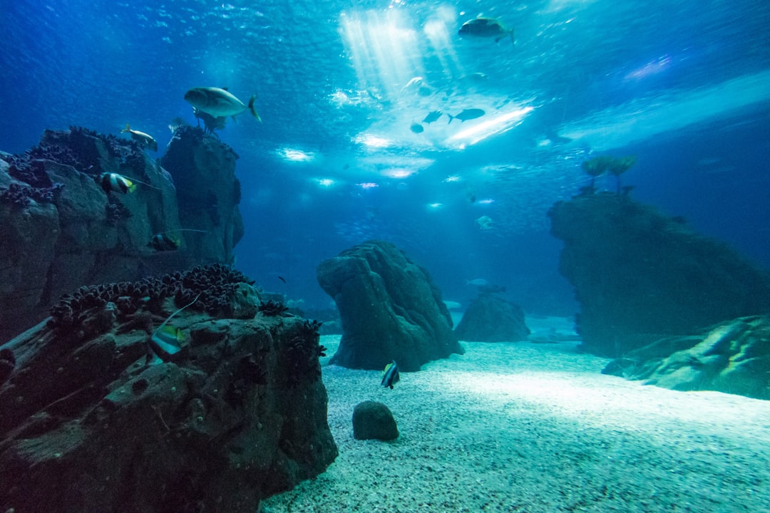 Сокровища подводного мира: лучшие места для подводного плавания