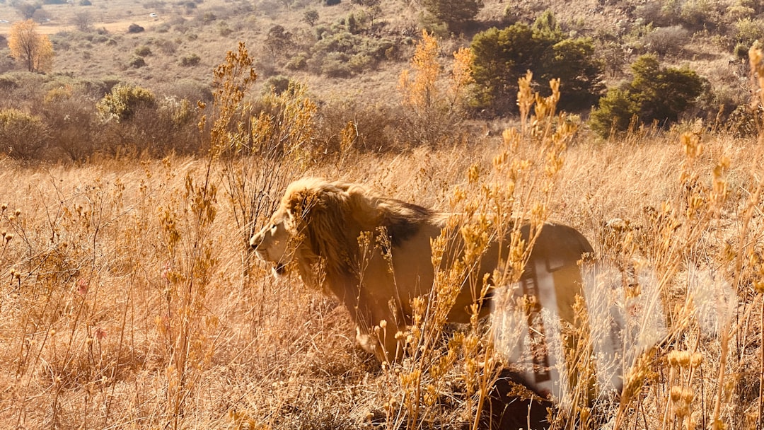 Африканские сафари: встречи с дикой природой