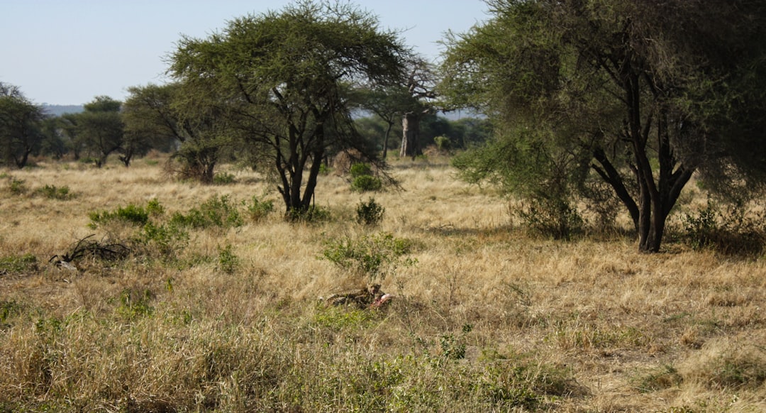 Африканские сафари: встречи с дикой природой