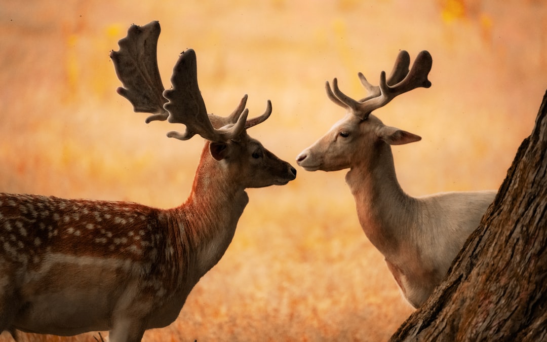 Экзотические животные: общение с дикой природой в разных уголках земли