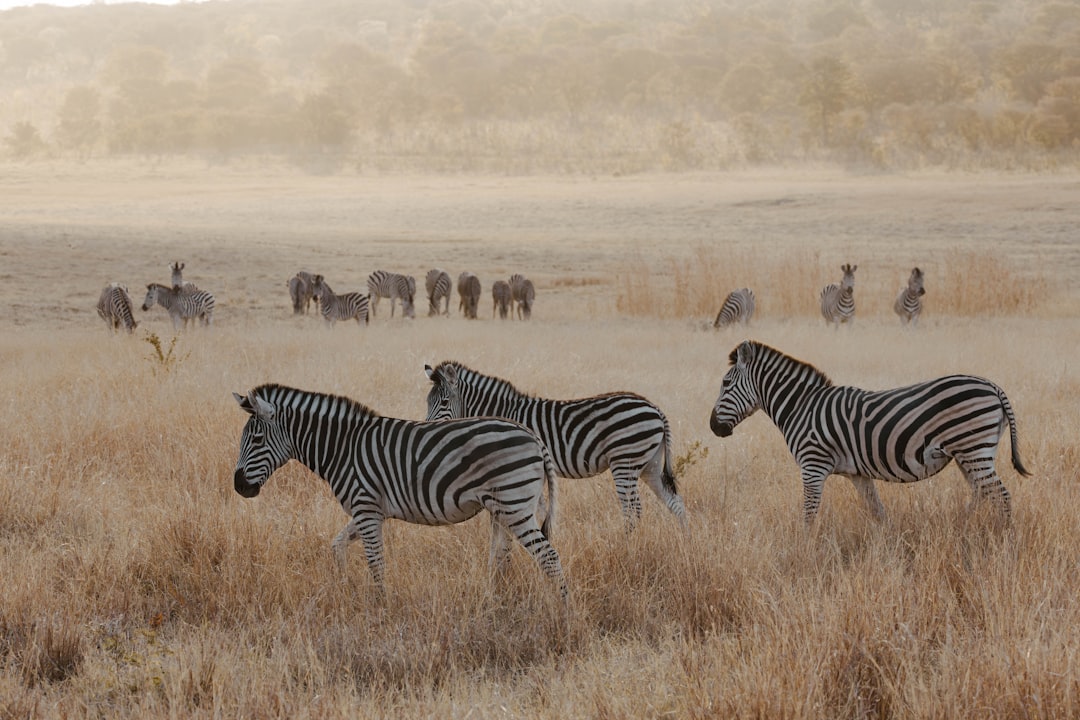 Экзотические животные: общение с дикой природой в разных уголках земли