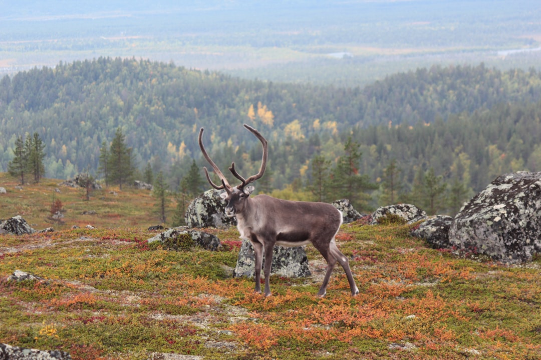 Экзотические животные: общение с дикой природой в разных уголках земли
