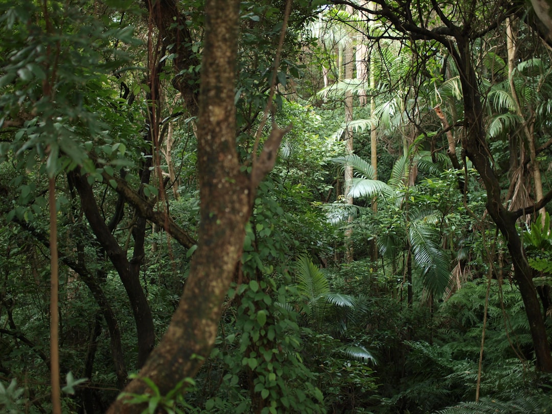 Экзотические приключения в городах-джунглях