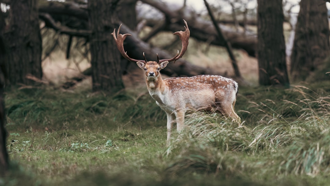 Фотосафари: охота за лучшими кадрами в природе