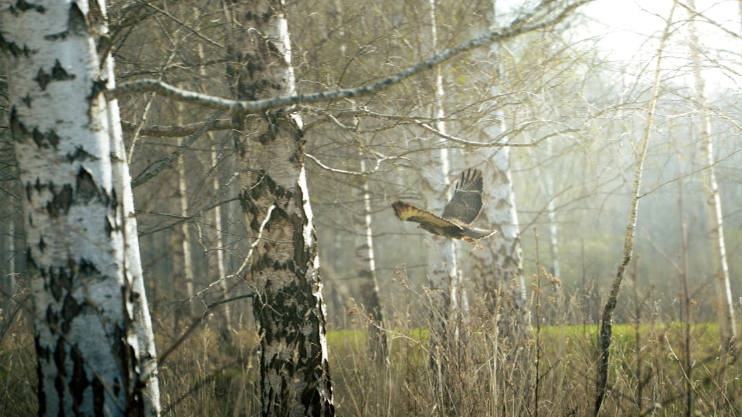 Фотосафари: охота за лучшими кадрами в природе