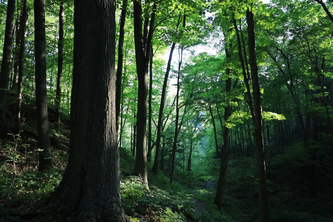 Исследование сказочных лесов и парков