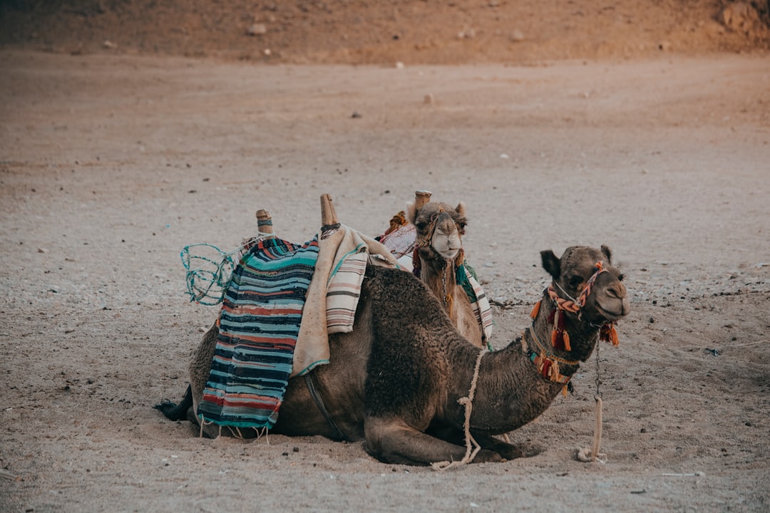 Как путешествовать с животными: питомцы на отдыхе