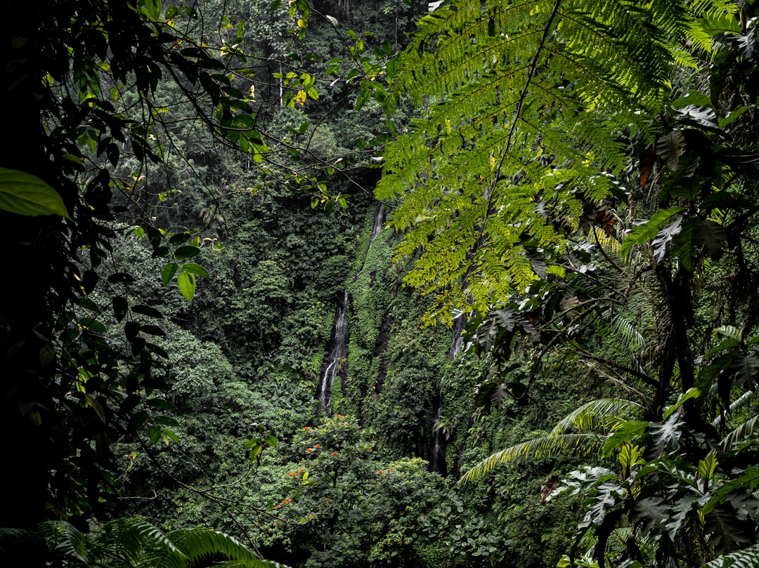 Приключения в экзотических лесах и джунглях