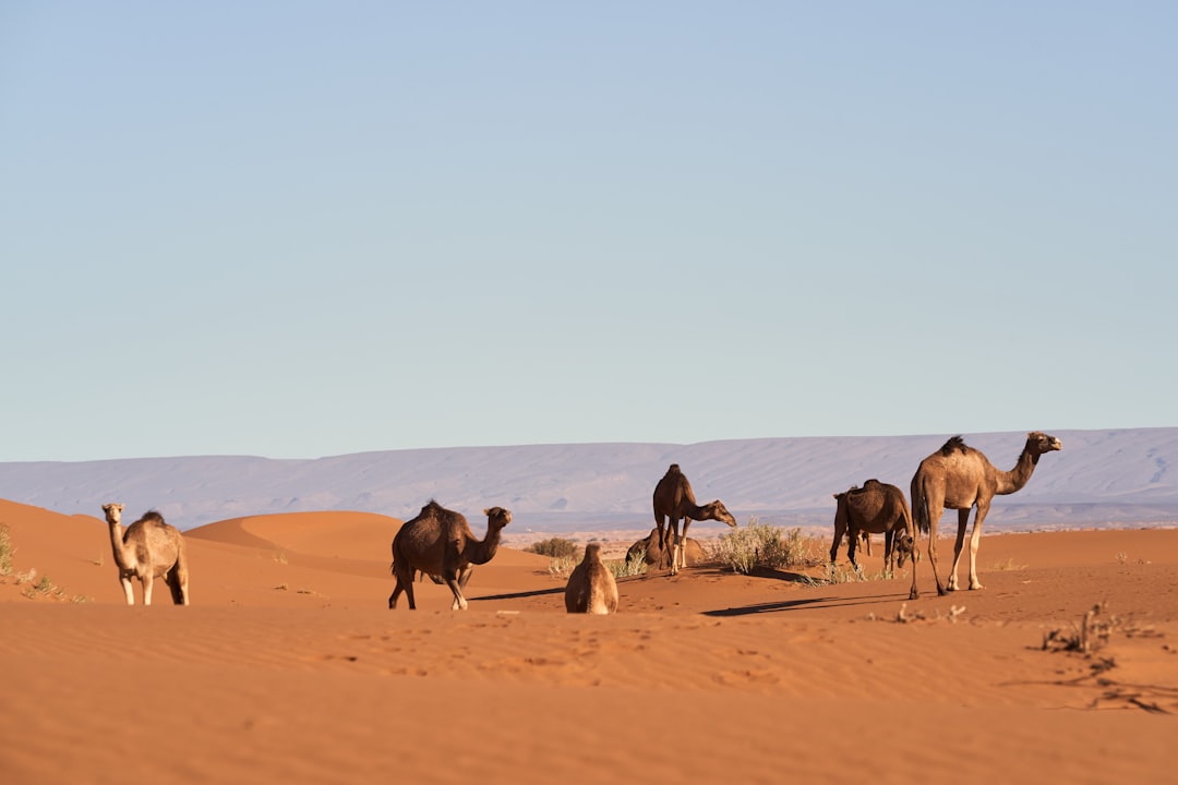 Путешествие на верблюдах по пустыням
