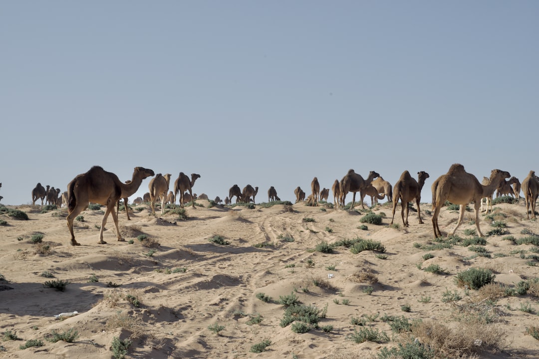 Путешествие на верблюдах в пустыню Гоби