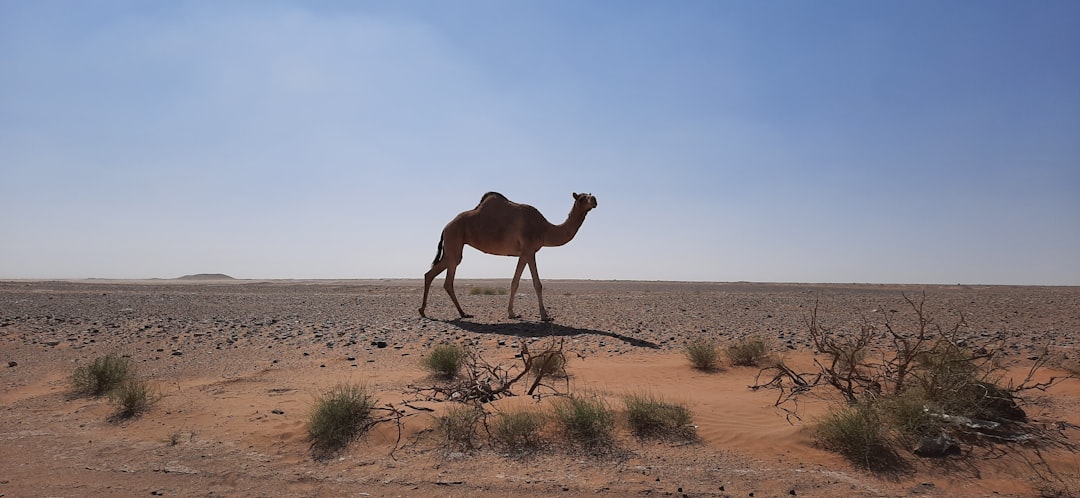 Путешествие по пустыням мира: от Сахары до Атакамы