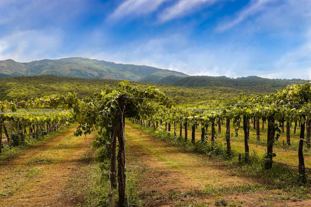 Путешествие по знаменитым винным регионам