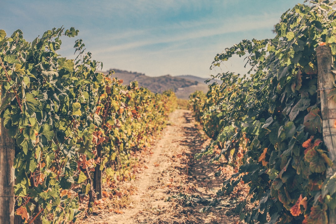 Путешествие по знаменитым винным регионам