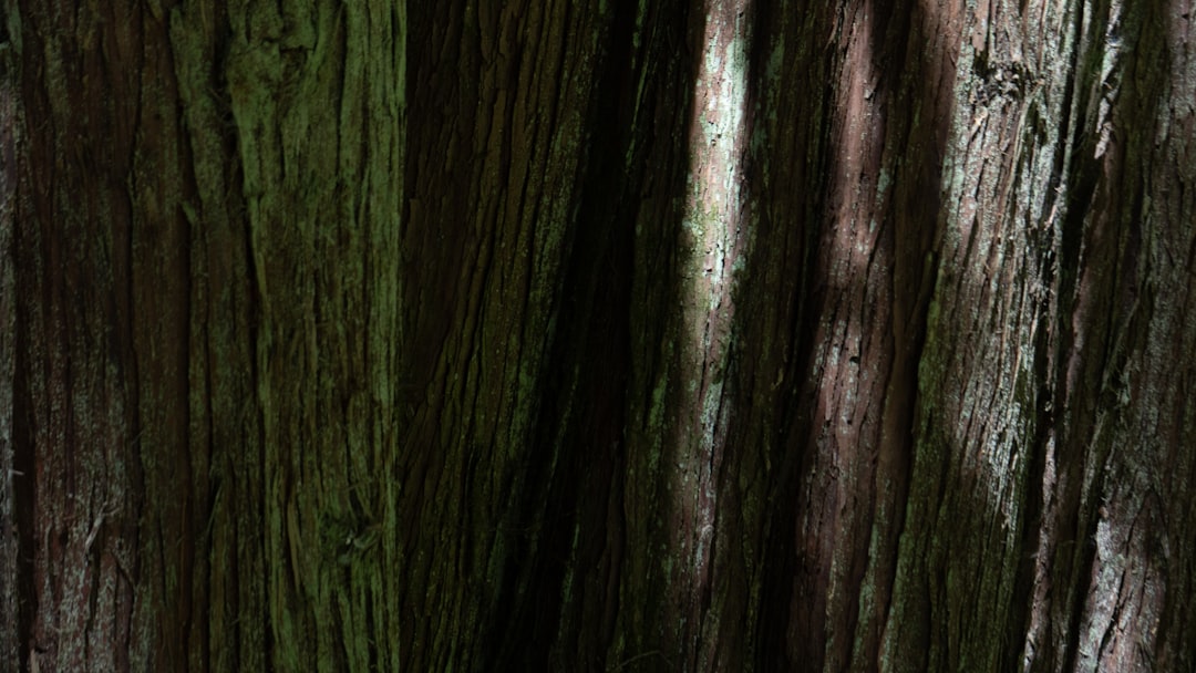 Путешествие в мире ароматов: от масел до духов