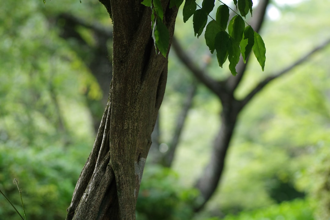 Путешествие в мире ароматов: от природных запахов до парфюмерии