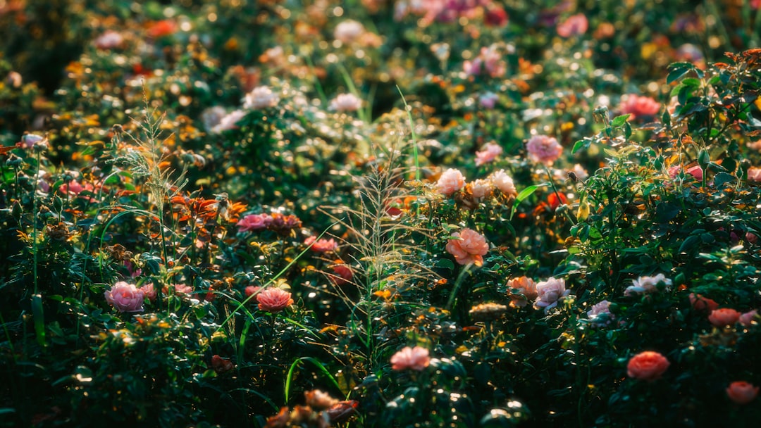 Путешествие в мире ароматов: от пряностей до цветов