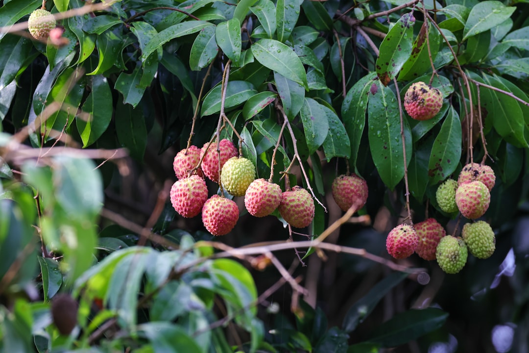 Путешествие в мире экзотических плодов и фруктов