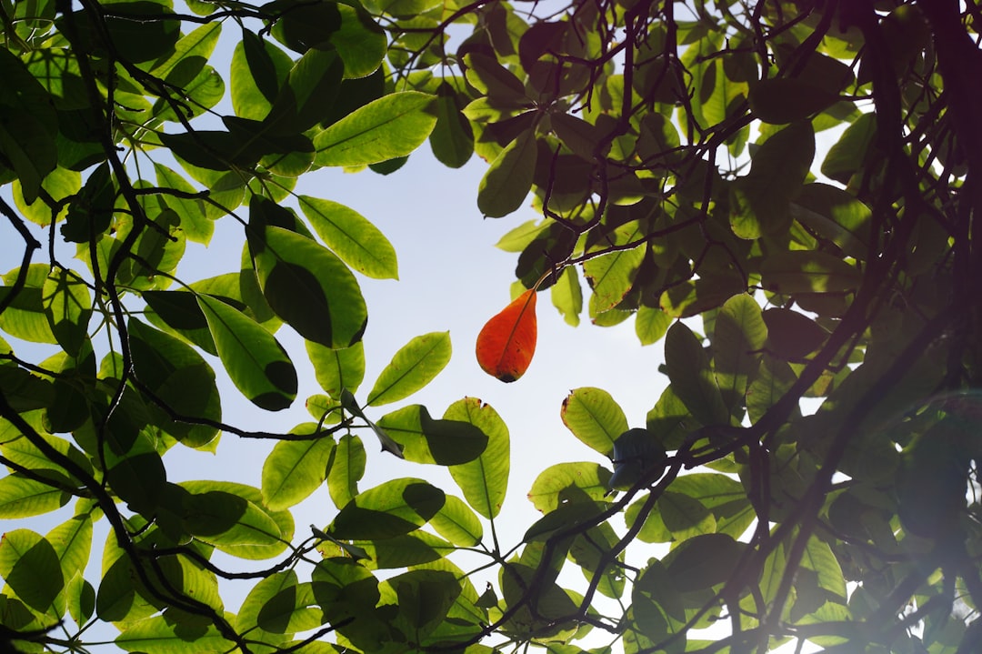 Путешествие в мире экзотических плодов и фруктов