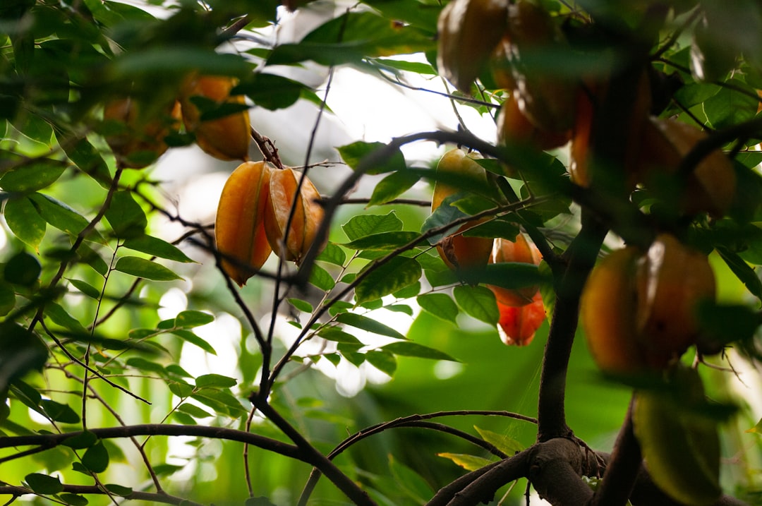 Путешествие в мире экзотических плодов и фруктов