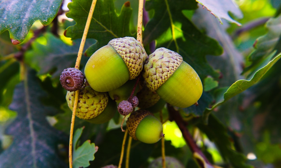 Путешествие в мире экзотических плодов и фруктов