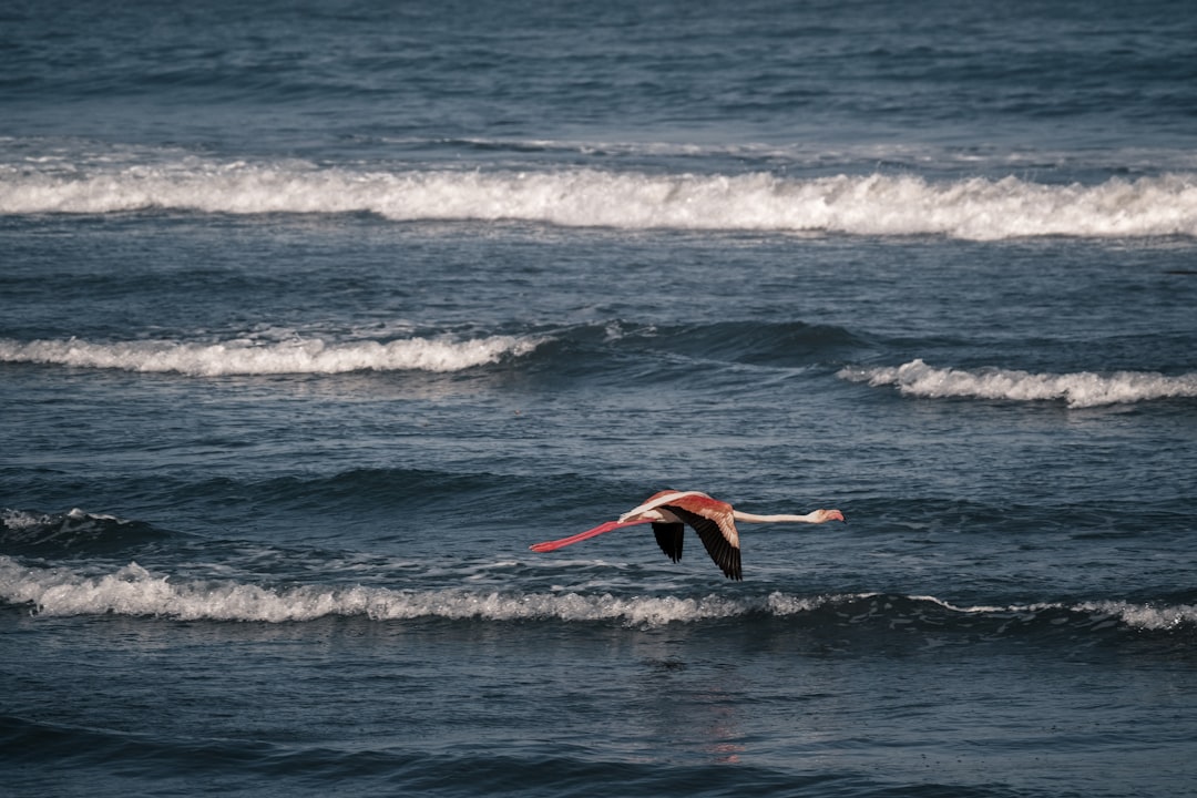 Путешествие в мире водных видов спорта: серфинг, виндсерфинг, кайтсерфинг