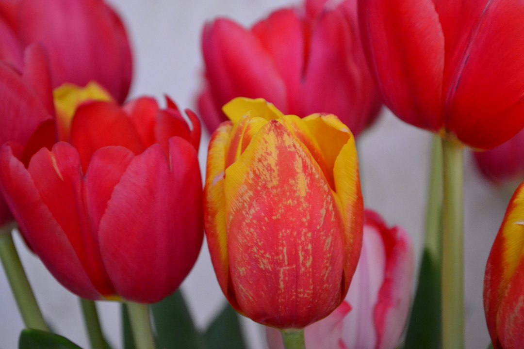 Путешествие в страну цветов: голландские тюльпаны