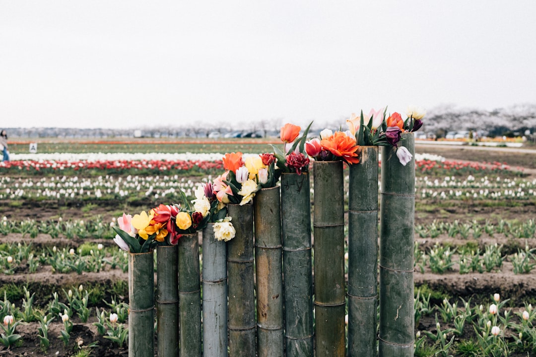 Путешествие в страну цветов: голландские тюльпаны