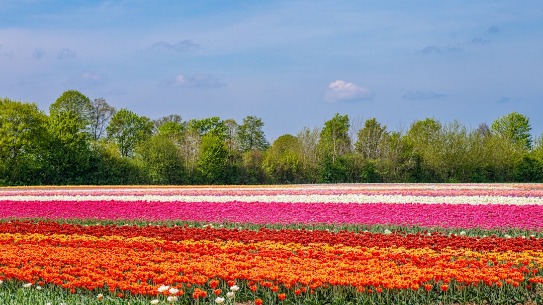 Путешествие в страну цветов: голландские тюльпаны