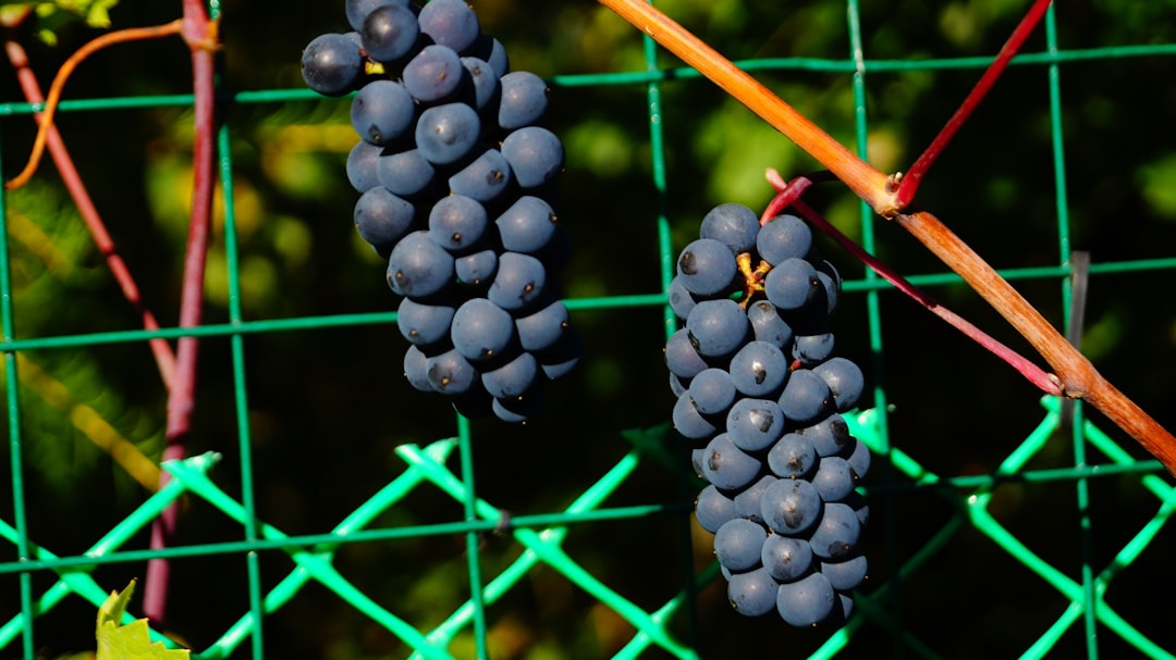 Путеводитель по миру вин: винодельни и винные туры