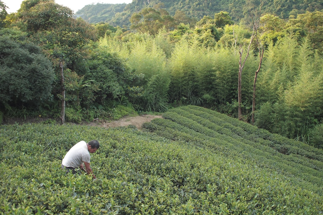 Путеводитель по самым красивым садам чайных плантаций
