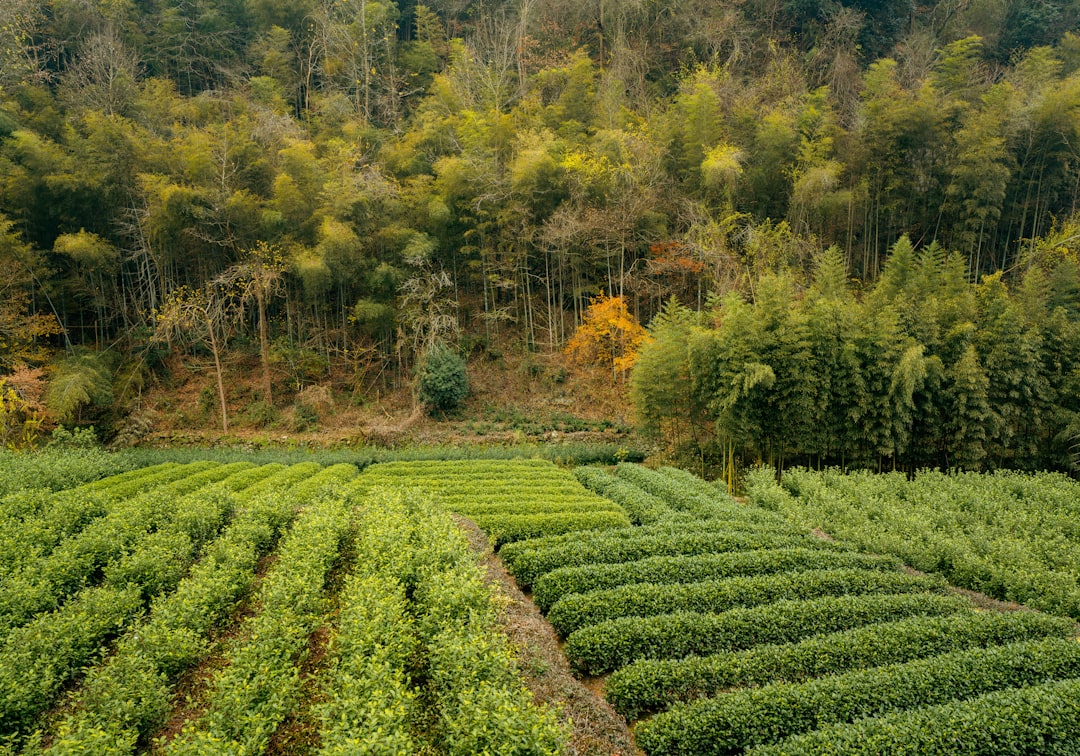 Путеводитель по самым красивым садам чайных плантаций