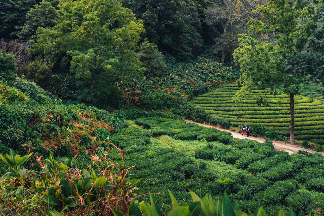 Путеводитель по самым красивым садам чайных плантаций