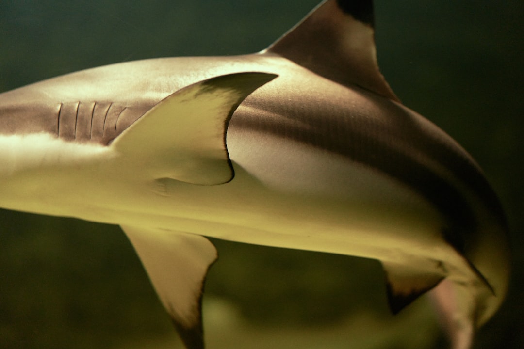 Путевые заметки о встречах с дикой природой