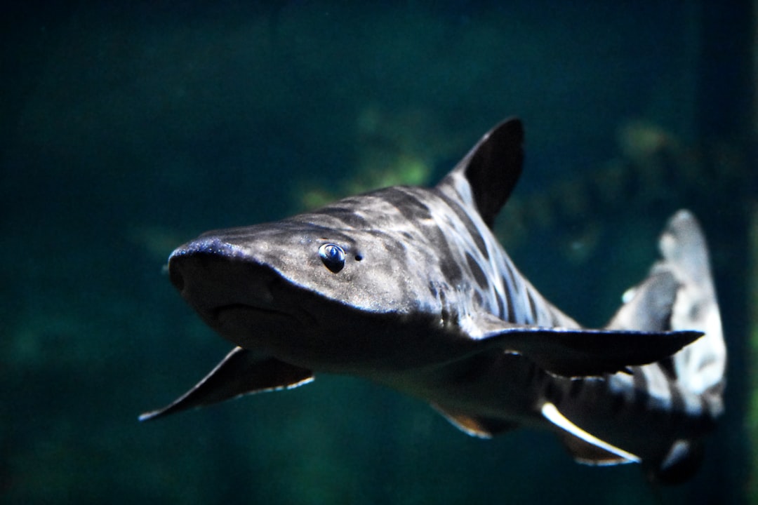 Путевые заметки о встречах с дикой природой