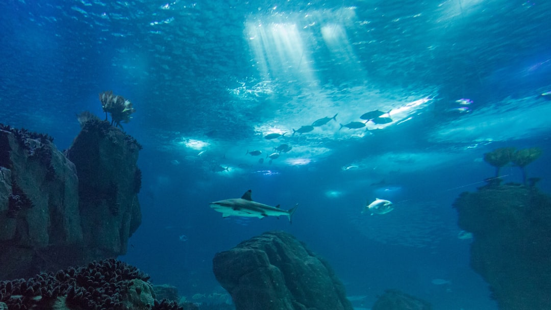 Сокровища подводного мира: лучшие места для подводного плавания