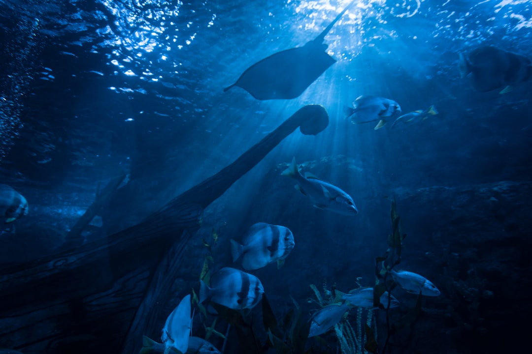 Сокровища подводного мира: лучшие места для подводного плавания